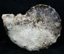/ Mammites Nodosoides Ammonite - Morocco #3952-3